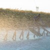 image-wakeboarding-wakeskating-photos.jpg