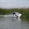 image-wakeboarding-wakeskating-photos.jpg