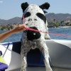 image-wakeboarding-wakeskating-photos.jpg