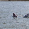 image-wakeboarding-wakeskating-photos.jpg