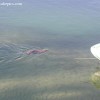image-wakeboarding-wakeskating-photos.jpg
