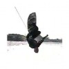 image-wakeboarding-wakeskating-photos.jpg