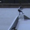 image-wakeboarding-wakeskating-photos.jpg