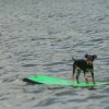 image-wakeboarding-wakeskating-photos.jpg