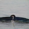image-wakeboarding-wakeskating-photos.jpg