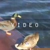 video-wakeboarding-wakeskating-photos.mp4