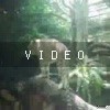 VIDEO: N/A