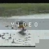 VIDEO: Ride On! Video Trailer