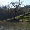 IMAGE: Oak Tree