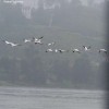 IMAGE: Birdies