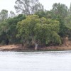 IMAGE: Oak Tree