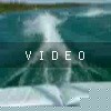 VIDEO: Backroll Attempt